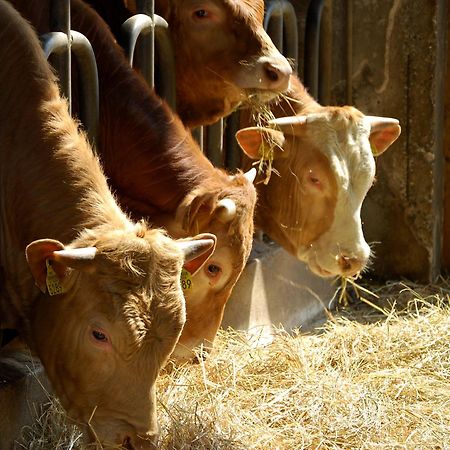 Farm Stay Malovscevo Vitovlje 外观 照片