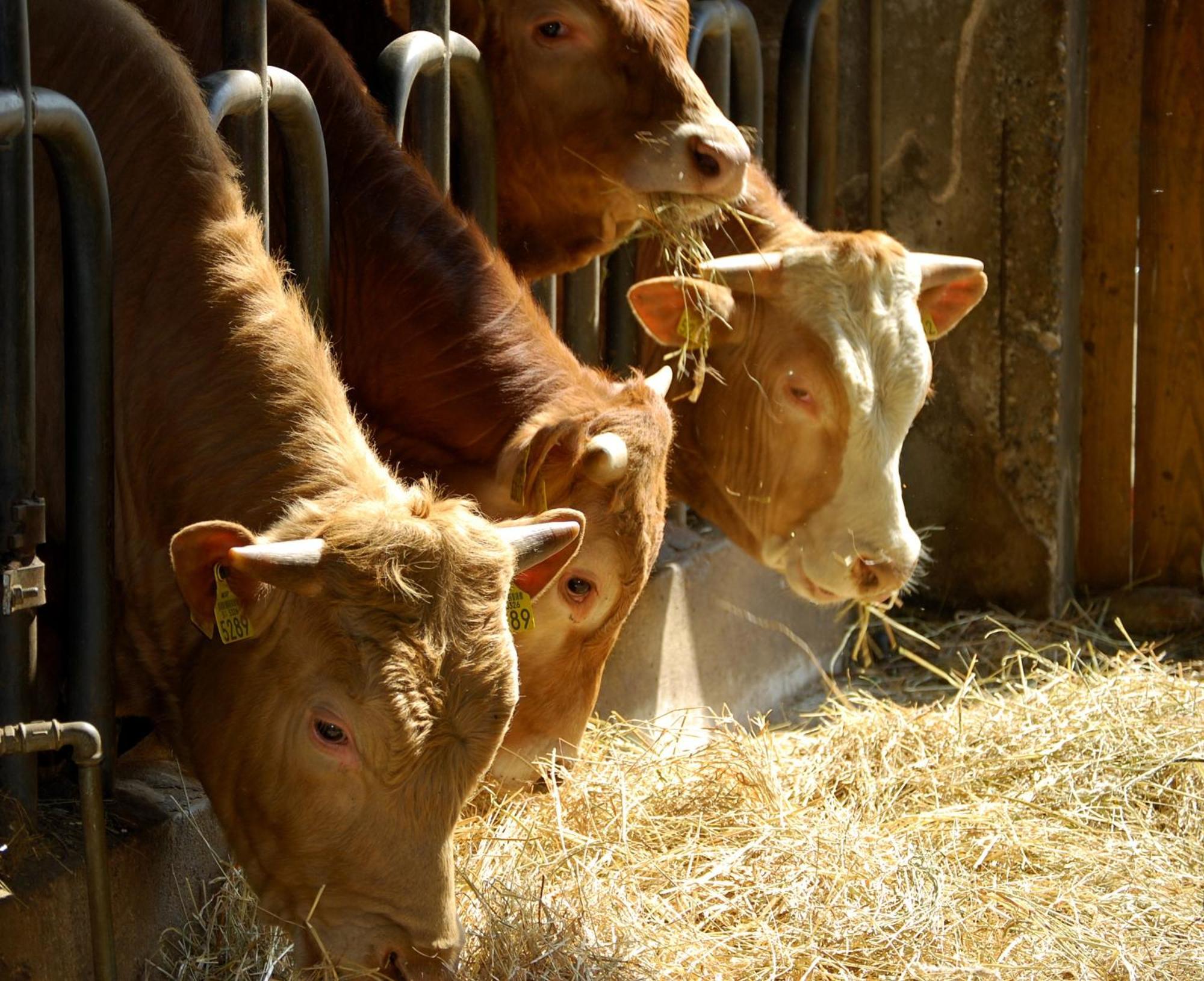 Farm Stay Malovscevo Vitovlje 外观 照片